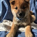 生後3ヶ月の柴犬の男の子