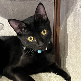 元気いっぱい！ハウオリくん