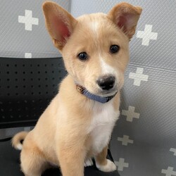 『Terra里親会犬部』