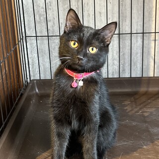 大きな目で美人さんのオリナちゃん