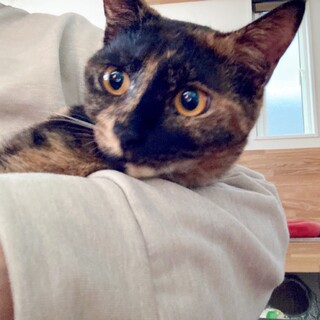 穏やかサビ女子ෆ⃛サリーちゃん