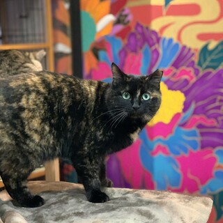 フサフサ真ん丸で可愛い☆むーん