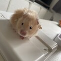ゴールデンハムスター(長毛種)