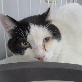 処分対象です。収容期限2/22朝迄