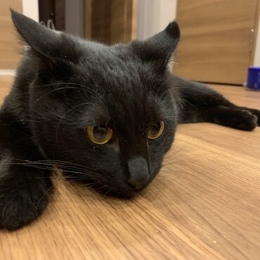 獲物狙いちう