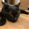 獲物狙いちう