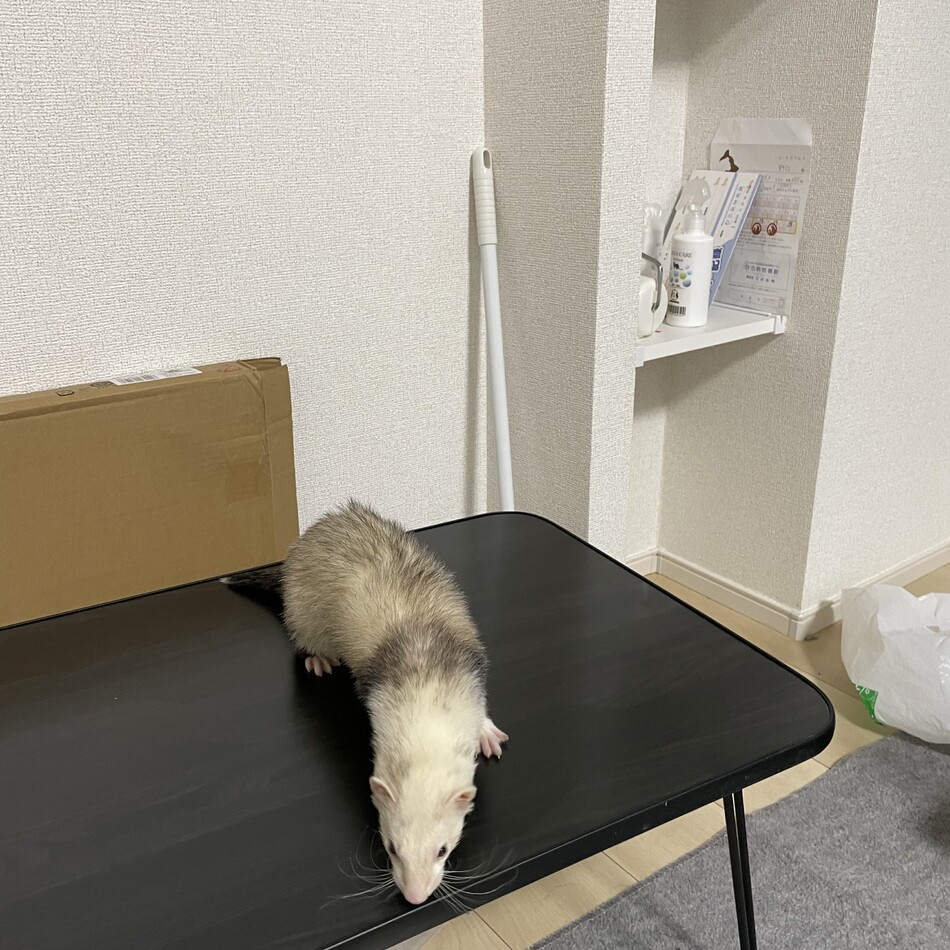 ウズメのカバー写真