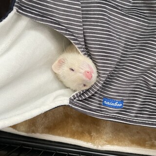 ウズメの新しい家族になってくれるかた募集です。