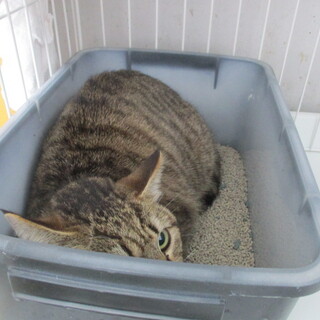 譲渡されました。