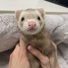 せろりきらい