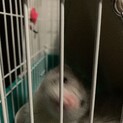 マーシャルフェレットの男の子です