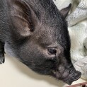 マイクロブタ1歳のメスです