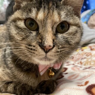 かわいいサビキジのあんりちゃん☆1歳