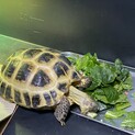 ホルスフィールドリクガメ