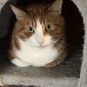 茶白甘えん坊マール君2歳
