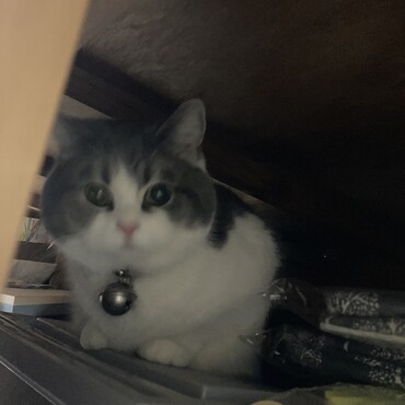 猫なのにかくれんぼが好きなの
