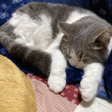 ３歳になると眠くなる