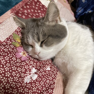 こたつはいいね〜