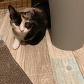 三毛猫ノンノン