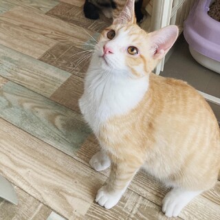 可愛いわんぱく男子❤️タンタン