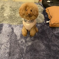 レオ