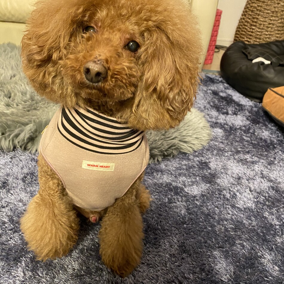 レオのカバー写真
