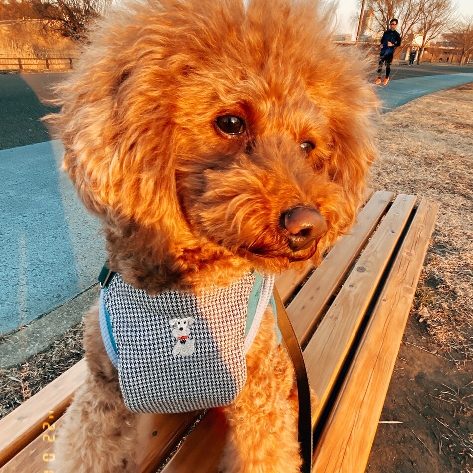 イヴのカバー写真