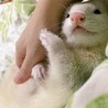 つぶつぶあんさん