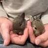 ちゃんこつ。 さん