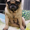 交渉中。人も犬も大好き甘えん坊のパー子ちゃん