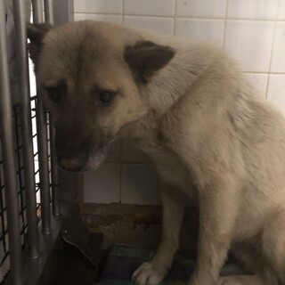 まだ子供です、怯えています、明日の朝まで