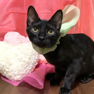 人にベタベタ！ミルクから育てた兄弟！