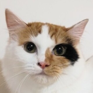 4/24　譲渡会参加予定☆ポルテちゃん