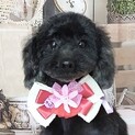 爾志（にし）抱っこ大好き❤なトイプードル ★