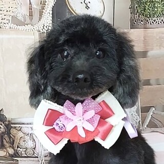 爾志（にし）抱っこ大好き❤なトイプードル ★