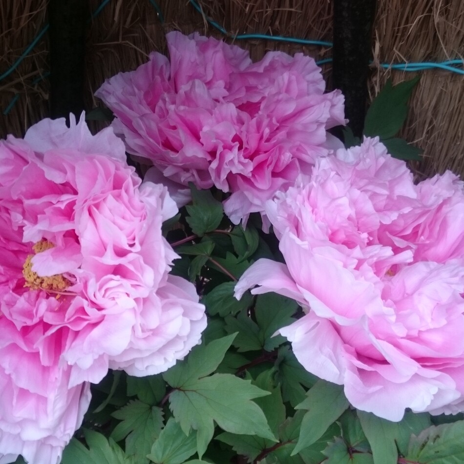 トラのカバー写真