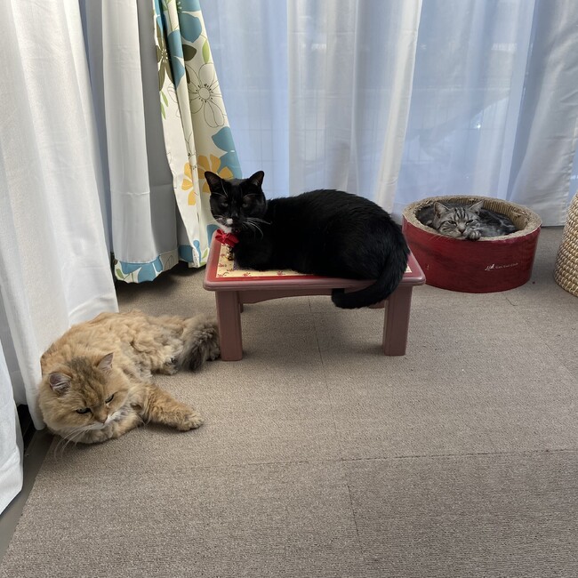 とまとべりーのカバー写真