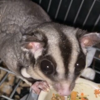 フクロモモンガの女の子です