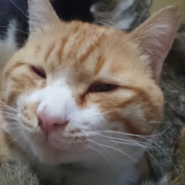 お昼寝のトラちゃん☆