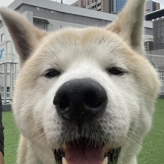 とっても穏やか、大きな身体で甘ったれの秋田犬りゅう