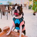 人が大好きな鼻ぺちゃ犬