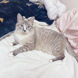 1歳前後 青目 サバトラ 保護猫