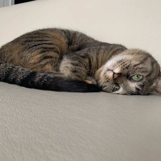 シンギスのカバー写真