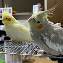 オカメインコ3羽里親募集