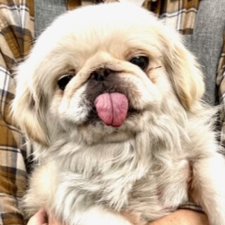 ペキニーズの女の子