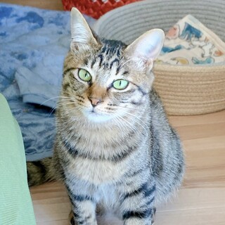 美人キジトラ女子ෆ⃛ルルちゃん