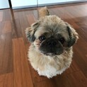 シーズーMIXのサムくん！