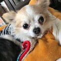 食いしん坊のハチくん！