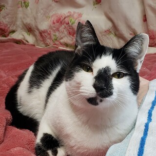 穏やかで優しい性格