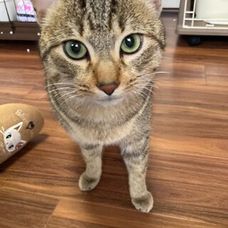 とっても人が大好きな、人慣れ抜群甘えん坊キジ男子